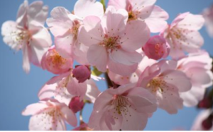 会社設立名古屋　スタッフブログ「大好きな桜」