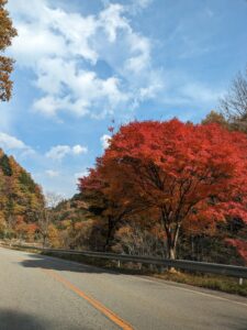 会社設立名古屋　スタッフブログ「紅葉の季節になりました　by矢島」