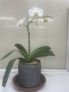 会社設立名古屋【事務所の癒しスタッフ】藤本【スタッフブログ】