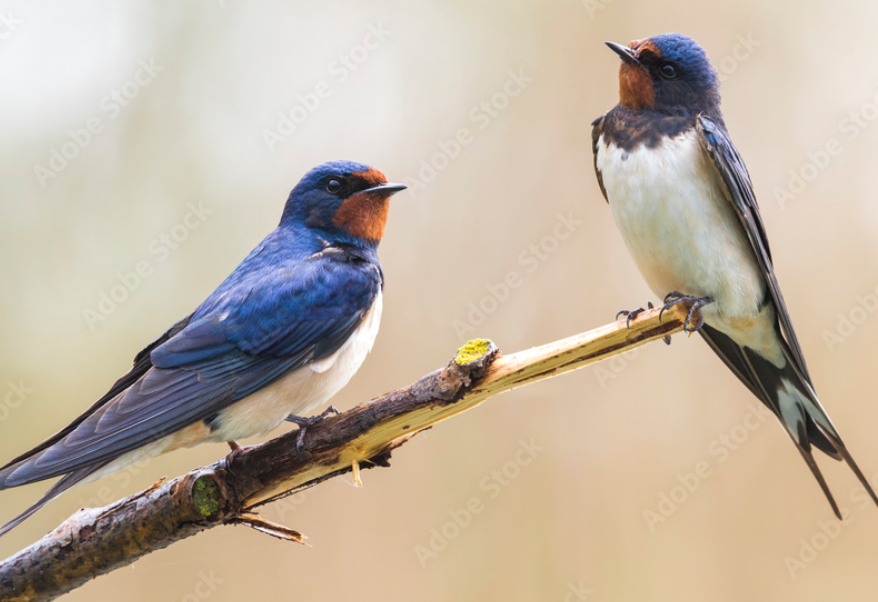 会社設立名古屋　スタッフブログ「絶賛分譲中！！　 by藤本(千)」