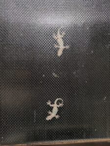 会社設立名古屋　スタッフブログ　【今年も元気なヤモリ一家　 by矢島】