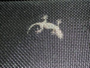 会社設立名古屋　スタッフブログ　【今年も元気なヤモリ一家　 by矢島】